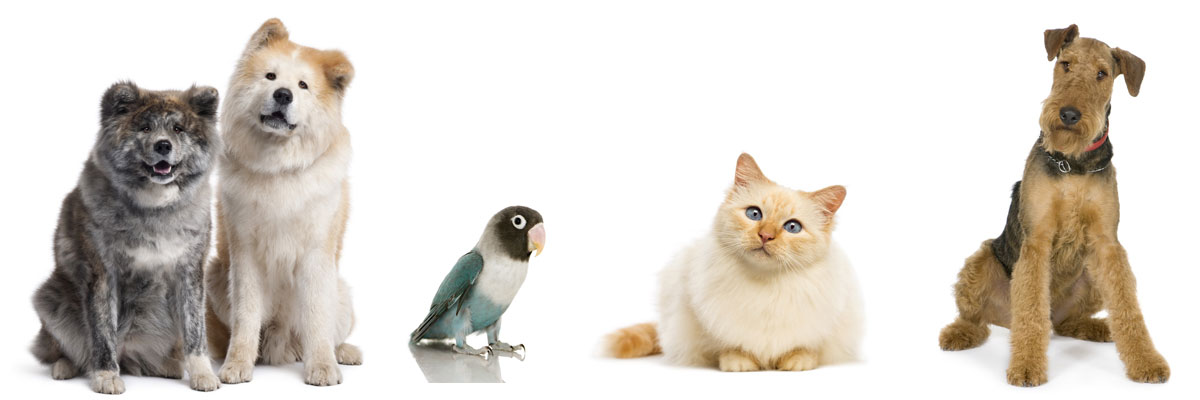 Pet Boarding Facilites in California