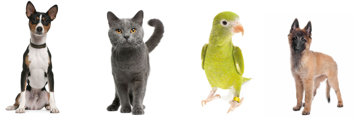 Pet Boarding Facilites in Hawaii