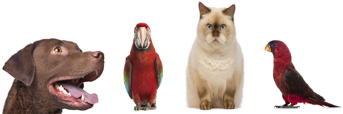 Pet Boarding Facilites in Indiana