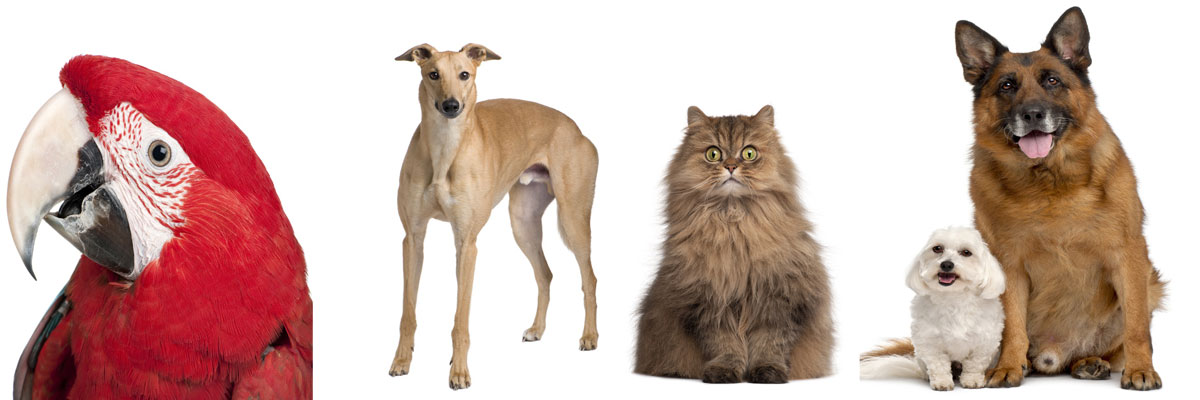 Pet Boarding Facilites in Kansas