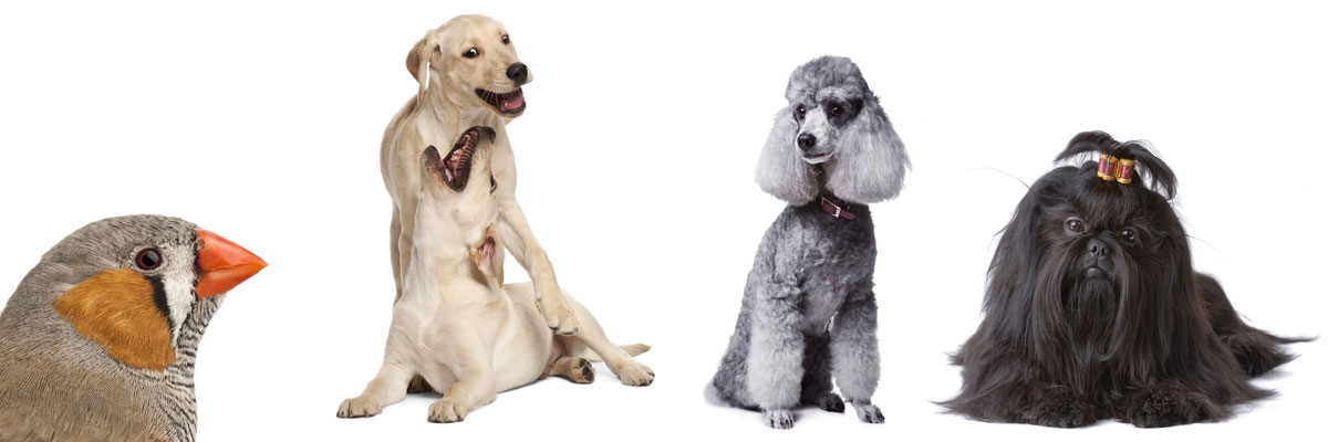 Pet Boarding Facilites in Missouri