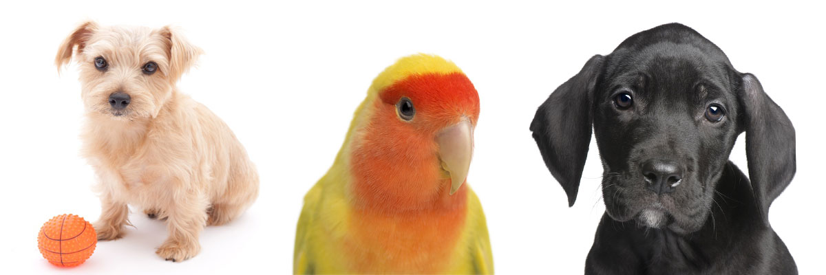 Pet Boarding Facilites in Montana