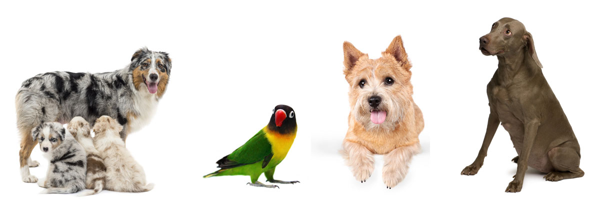 Pet Boarding Facilites in Nevada