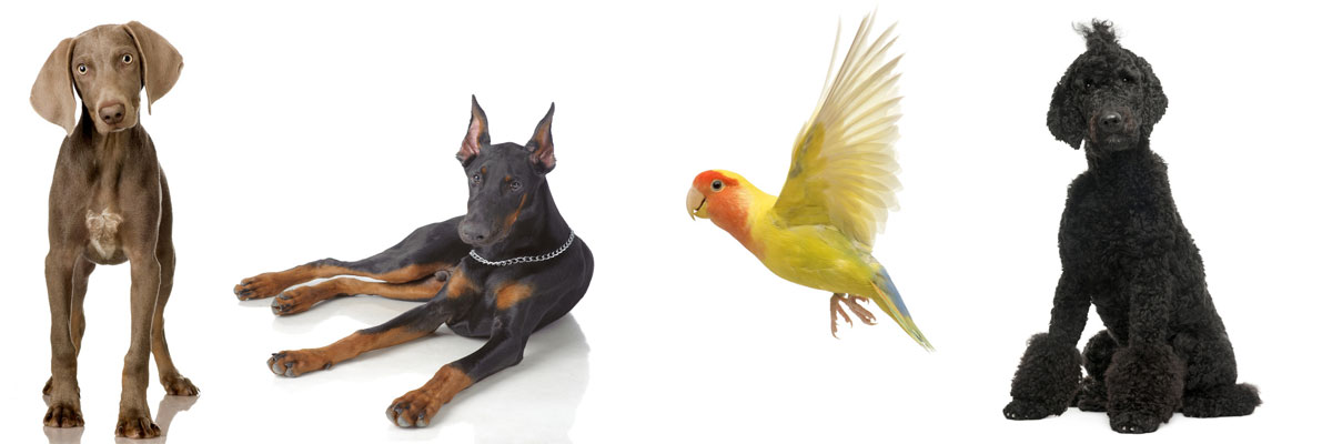 Pet Boarding Facilites in New Mexico