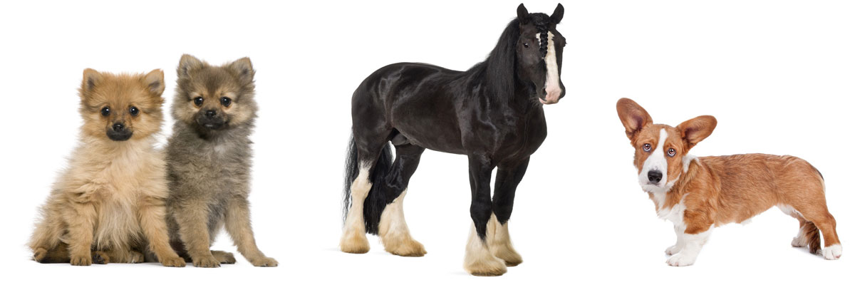 Pet Boarding Facilites in North Dakota