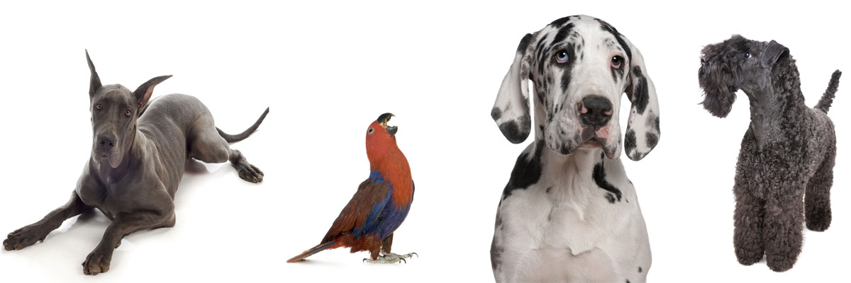 Pet Boarding Facilites in Pennsylvania