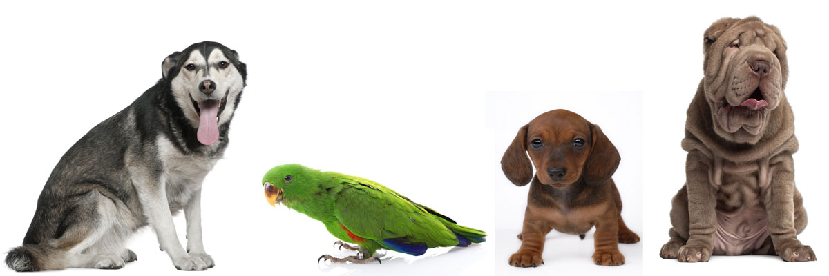 Pet Boarding Facilites in Tennessee