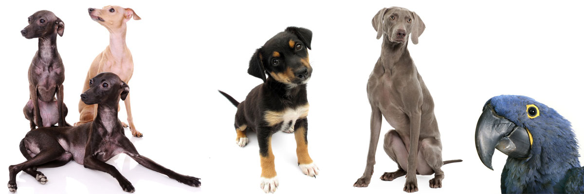 Pet Boarding Facilites in Virginia