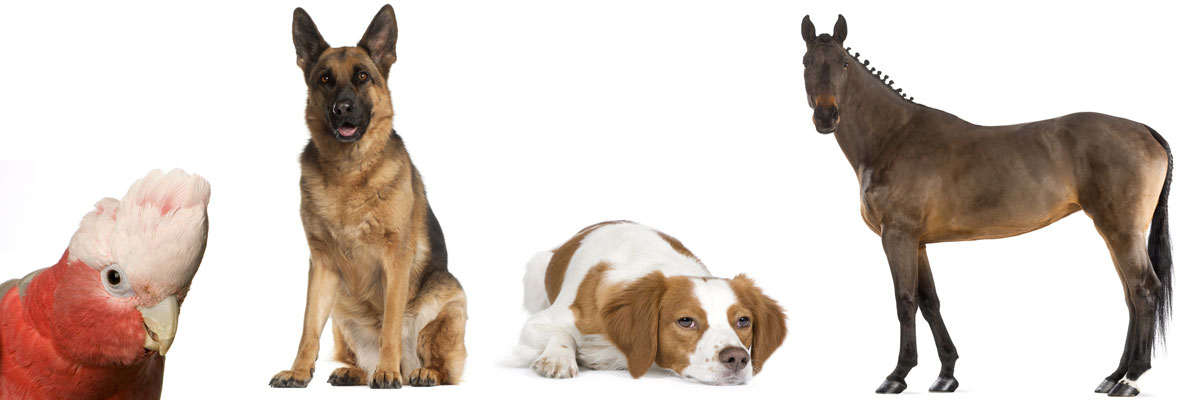 Pet Boarding Facilites in West Virginia