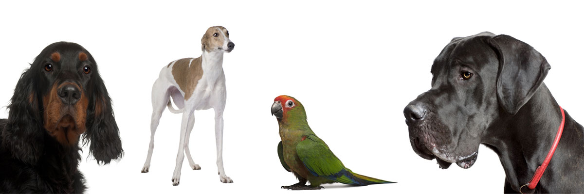 Pet Boarding Facilites in Wisconsin