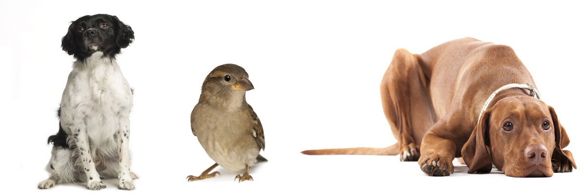 Pet Boarding Facilites in Washington DC